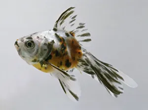 Fantail goldfish (Carassius auratus), side view Fantail goldfish (Carassius auratus), side view