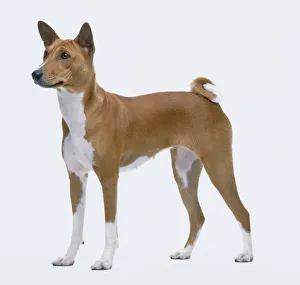 Female Basenji dog, standing, side view Female Basenji dog, standing, side view