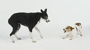 Two female dogs baring teeth at each other Two female dogs baring teeth at each other