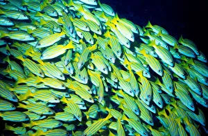 Fiji Islands. Snapper Fishes. Ocean Floor Fiji Islands. Snapper Fishes. Ocean Floor