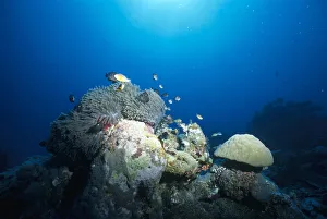 Fish swimming around Coral Reef in blue sea