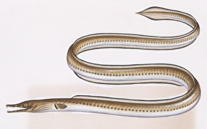 Fishes: Anguilliformes (eels and morays) Serpent eel (Ophisurus serpens), illustration Fishes: Anguilliformes (eels and morays) Serpent eel (Ophisurus serpens), illustration