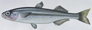 Fishes: Atheriniformes Atherinidae - Big-scale sand smelt (Atherina boyeri ), illustration Fishes: Atheriniformes Atherinidae - Big-scale sand smelt (Atherina boyeri ), illustration
