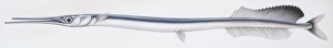 Fishes: Atlantic agujon needlefish (Tylosurus acus), illustration Fishes: Atlantic agujon needlefish (Tylosurus acus), illustration