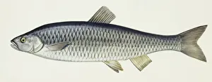 Fishes: European chub (Leuciscus cephalus cabeda) Fishes: European chub (Leuciscus cephalus cabeda)