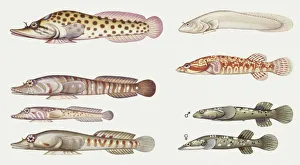 Fishes: Gobiesociformes Gobiesocidae, Shore clingfish (Lepadogaster lepadogaster), illustration Fishes: Gobiesociformes Gobiesocidae, Shore clingfish (Lepadogaster lepadogaster), illustration