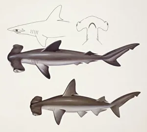 Fishes: Hammer head shark, muraena helena, anguilliformes Fishes: Hammer head shark, muraena helena, anguilliformes