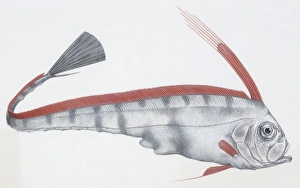Fishes: Lampriformes Trachipteridae, Scalloped ribbonfish (Zu cristatus), illustration Fishes: Lampriformes Trachipteridae, Scalloped ribbonfish (Zu cristatus), illustration