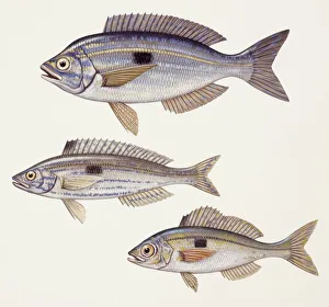 Fishes: Perciformes Centracanthidae - Picarel (Spicara smaris), Curled picarel (Centracanthus cirrus) Fishes: Perciformes Centracanthidae - Picarel (Spicara smaris), Curled picarel (Centracanthus cirrus)