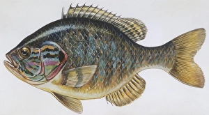 Fishes: Perciformes Centrarchidae - Pumpkinseed (Lepomis gibbosus), illustration Fishes: Perciformes Centrarchidae - Pumpkinseed (Lepomis gibbosus), illustration