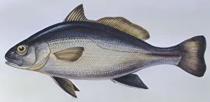 Fishes: Perciformes Sciaenidae - Shi drum (Umbrina cirrosa), illustration Fishes: Perciformes Sciaenidae - Shi drum (Umbrina cirrosa), illustration