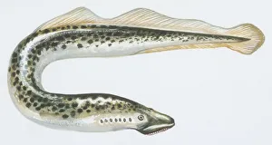 Fishes: Petromyzontiformes Petromyzontidae, Sea lamprey (Petromyzon marinus), illustration Fishes: Petromyzontiformes Petromyzontidae, Sea lamprey (Petromyzon marinus), illustration