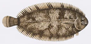 Fishes: Pleuronectiformes Soleidae, Whiskered sole (Monochirus hispidus), illustration Fishes: Pleuronectiformes Soleidae, Whiskered sole (Monochirus hispidus), illustration