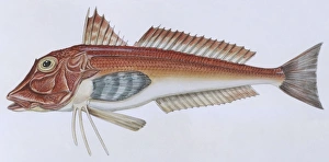 Fishes: Scorpaeniformes Triglidae - Tub gurnard (Chelidonichthys lucernus), illustration Fishes: Scorpaeniformes Triglidae - Tub gurnard (Chelidonichthys lucernus), illustration