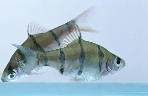 Fiveband Barb (Puntius pentazona) Fiveband Barb (Puntius pentazona)