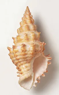 Flinders Vase shell (Altivasum flindersi), close up Flinders Vase shell (Altivasum flindersi), close up