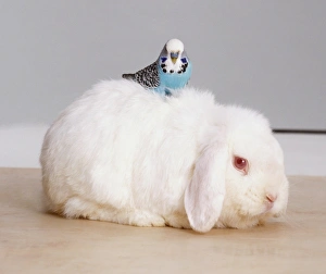 Floppy eared white Rabbit (Leporidae) with blue Budgerigar (Melopsittacus undulatus) on back, side view Floppy eared white Rabbit (Leporidae) with blue Budgerigar (Melopsittacus undulatus) on back, side view