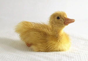 Fluffy yellow Aylesbury duckling, seated, side view Fluffy yellow Aylesbury duckling, seated, side view