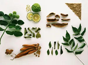 Forms of the Spices: Kaffir Lime, Lesser Galangal, Kempferia Galangal, Mango Powder, and Curry Leaf Forms of the Spices: Kaffir Lime, Lesser Galangal, Kempferia Galangal, Mango Powder, and Curry Leaf