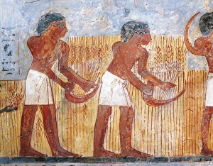 Fragment of wall painting depicting harvesting scene, from the tomb of Unsu at west Thebes, detail Fragment of wall painting depicting harvesting scene, from the tomb of Unsu at west Thebes, detail