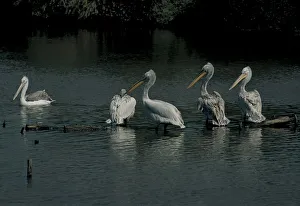 France. Ain. Villars Les Dombes. Parc-des-oiseaux France. Ain. Villars Les Dombes. Parc-des-oiseaux