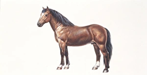 Freiberger or Franches Montagnes horse (equus caballus), illustration Freiberger or Franches Montagnes horse (equus caballus), illustration