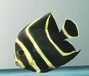 French Angelfish, Pomacanthus paru, juveniles are black with striking yellow vertical stripes French Angelfish, Pomacanthus paru, juveniles are black with striking yellow vertical stripes