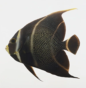 French Angelfish, pomacanthus paru, round fish with dark grey body and bright yellow specks French Angelfish, pomacanthus paru, round fish with dark grey body and bright yellow specks