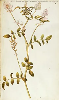 French Honeysuckle (Hedysarum coronarium), Fabaceae, herbaceous plant cultivated in Italy, watercolor, 1754 French Honeysuckle (Hedysarum coronarium), Fabaceae, herbaceous plant cultivated in Italy, watercolor, 1754