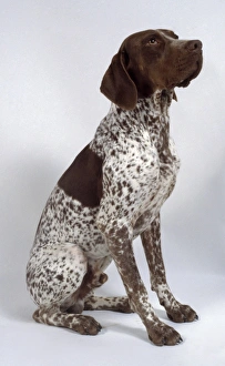 French Pyrenean Pointer Print (Seated Art Prints, Posters