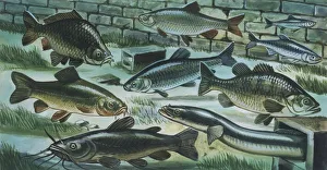 Freshwater fishes in river, illustration Freshwater fishes in river, illustration