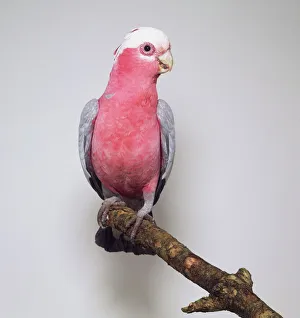 Galah cockatoo (eolophus roseicapillus), perching on branch, looking sideways Galah cockatoo (eolophus roseicapillus), perching on branch, looking sideways