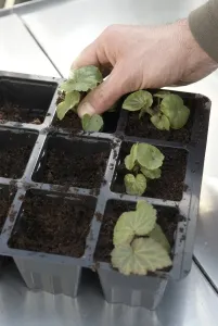 Gardening Techniques Prints: Inserting plug plants into modules filled with compost