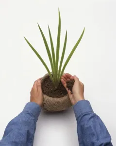 Iris pseudacorus Repotting Print
