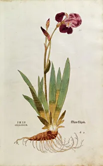 German Iris - Iris florentina (Iris germanica) by Leonhart Fuchs from De historia stirpium commentarii insignes German Iris - Iris florentina (Iris germanica) by Leonhart Fuchs from De historia stirpium commentarii insignes
