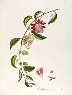 Giant Granadilla (Passiflora quadrangularis), Passifloraceae, Climbing shrub, native to tropical America, watercolor Giant Granadilla (Passiflora quadrangularis), Passifloraceae, Climbing shrub, native to tropical America, watercolor