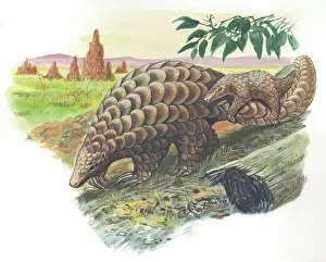 Giant Pangolin Manis gigantea carrying young on tail, illustration Giant Pangolin Manis gigantea carrying young on tail, illustration