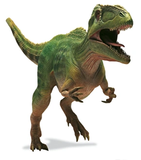 Giganotosaurus, giant southern lizard Giganotosaurus, giant southern lizard