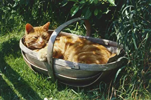 Ginger cat lying on its back in wooden basket in garden, front paw resting on side of basket Ginger cat lying on its back in wooden basket in garden, front paw resting on side of basket