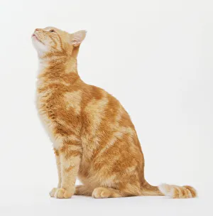 Ginger tabby cat, sitting, looking up, side view Ginger tabby cat, sitting, looking up, side view