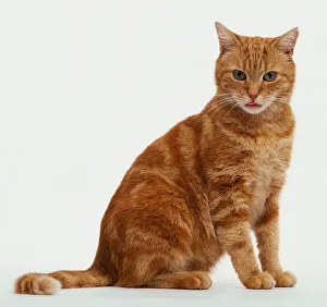 Ginger tabby cat sitting up - side view Ginger tabby cat sitting up - side view