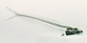 Glass Catfish, Kryptopterus bicirrhis, transparent fish with visible internal organs, a bifurcated caudal fin Glass Catfish, Kryptopterus bicirrhis, transparent fish with visible internal organs, a bifurcated caudal fin