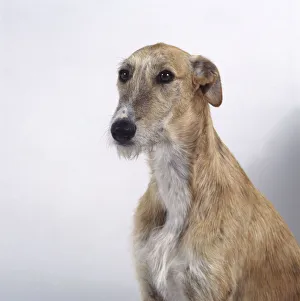 Wire haired greyhound cheap