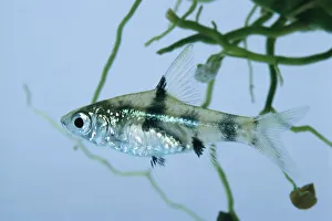 Golden Dwarf Barb (Puntius gelius) Golden Dwarf Barb (Puntius gelius)