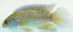 Golden-eyed dwarf cichlid (Nannacara anomala), light coloured fish with fan-like tail, side view Golden-eyed dwarf cichlid (Nannacara anomala), light coloured fish with fan-like tail, side view