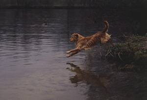 Golden Retriever (Canis familiaris) jumping into a lake, side view Golden Retriever (Canis familiaris) jumping into a lake, side view