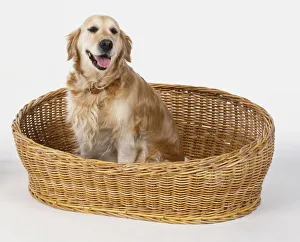 Two Golden retrievers in their baskets Two Golden retrievers in their baskets