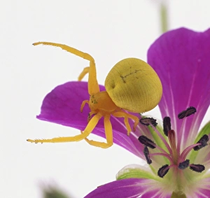 Goldenrod crab spider (Misumena vatia) on purple cranesbill flower, close-up Goldenrod crab spider (Misumena vatia) on purple cranesbill flower, close-up