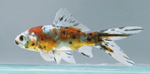 Goldfish, carassius auratus, multicoloured body, black spots, and a large forked caudal fin Goldfish, carassius auratus, multicoloured body, black spots, and a large forked caudal fin