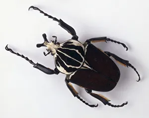 Goliath Beetle Prints: Goliath beetle, long clawed legs